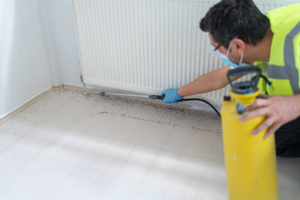 Best Termite Control Services  in Buies Creek, NC